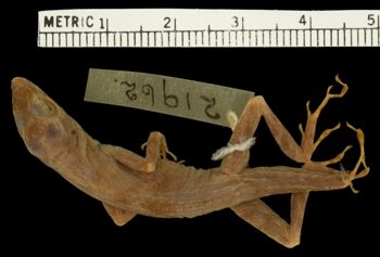 Media type: image;   Herpetology R-21962 Aspect: dorsal